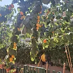 Lemon Garden *