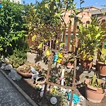 Daire Lemon Garden Roma