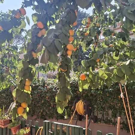 Lemon Garden *