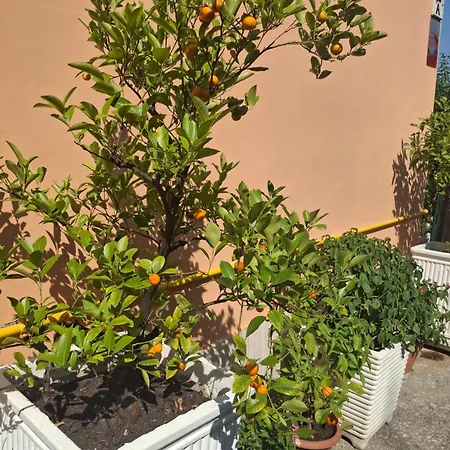 Lemon Garden Rome