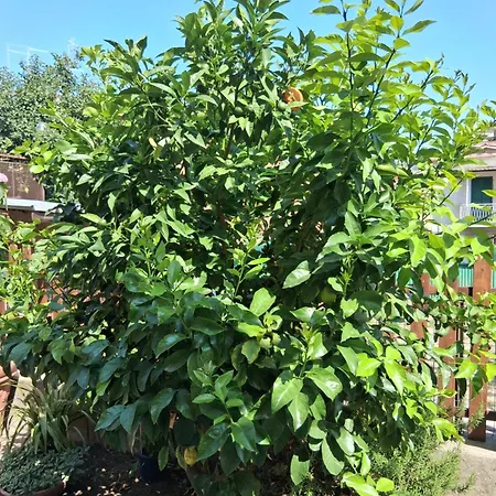 Lemon Garden Apartment